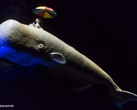 Espetáculo O Som das Cores -  Cia Catibrum.